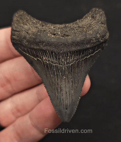 2.59" Fossil Megalodon Tooth - Charleston, South Carolina | Fossil Driven - Fossil Driven