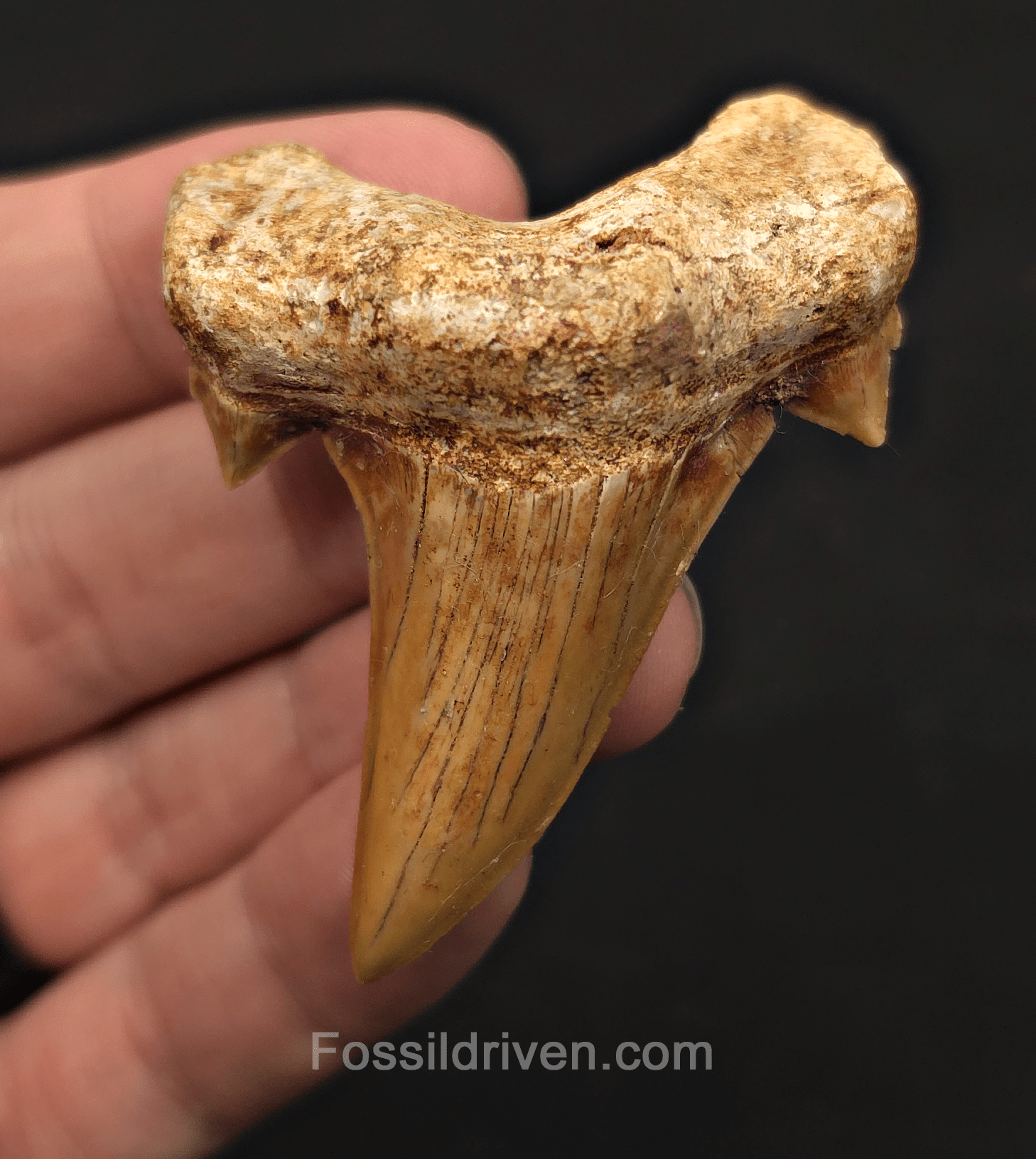 2.59" Fossil Otodus obliquus Tooth - Morocco | Fossil Driven - Fossil Driven