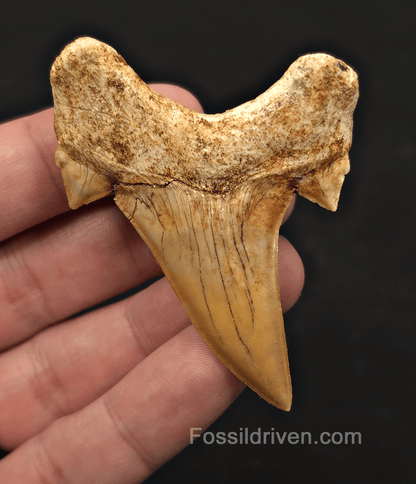 2.59" Fossil Otodus obliquus Tooth - Morocco | Fossil Driven - Fossil Driven