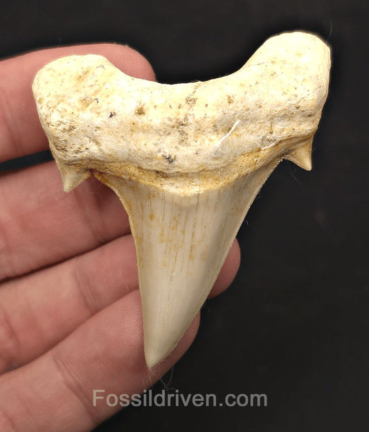 2.59" Fossil Otodus obliquus Tooth - Morocco | Fossil Driven (Otodus 2686) - Fossil Driven