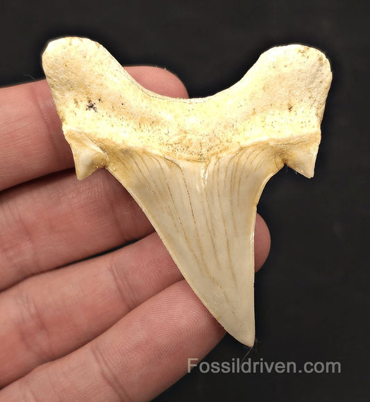 2.59" Fossil Otodus obliquus Tooth - Morocco | Fossil Driven (Otodus 2686) - Fossil Driven