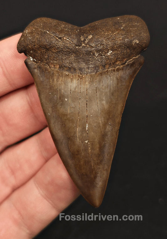 2.60" Fossil Hastalis Mako Shark Tooth - South East, Georgia | Fossil Driven - Fossil Driven