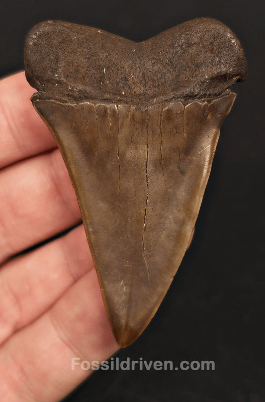 2.60" Fossil Hastalis Mako Shark Tooth - South East, Georgia | Fossil Driven - Fossil Driven