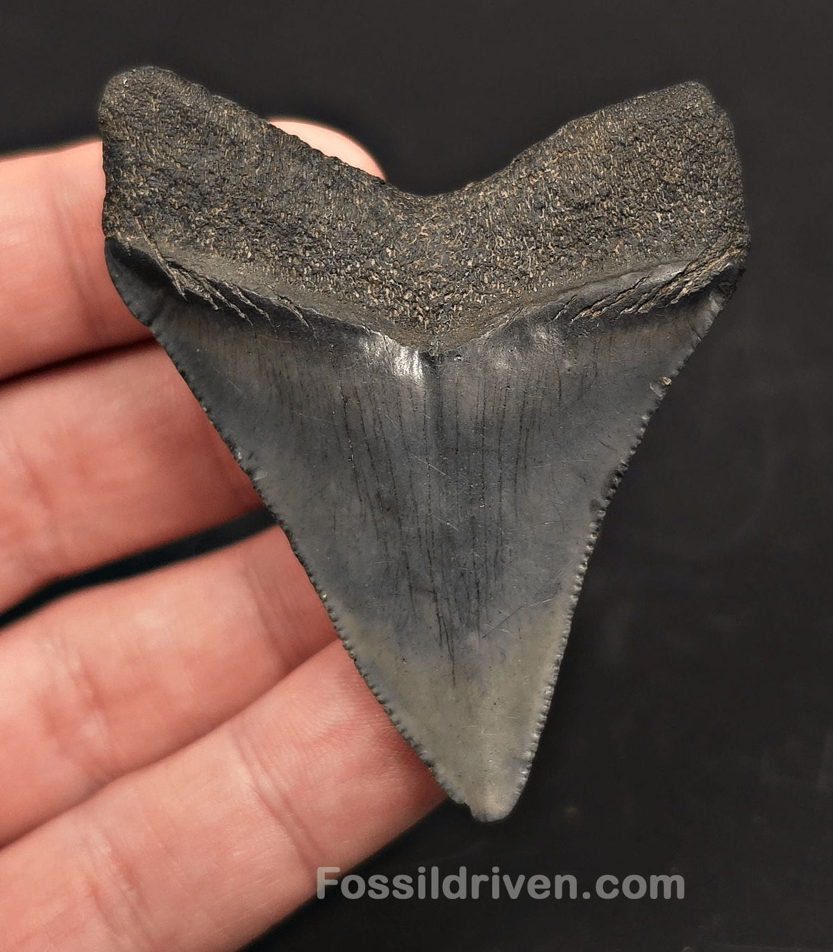 2.60" Fossil Megalodon Tooth - Beaufort, South Carolina | Fossil Driven - Fossil Driven