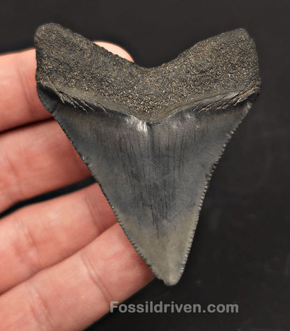 2.60" Fossil Megalodon Tooth - Beaufort, South Carolina | Fossil Driven - Fossil Driven