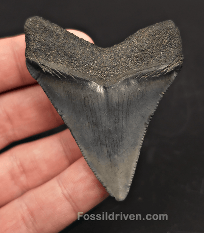 2.60" Fossil Megalodon Tooth for Sale - Beaufort, South Carolina | Fossil Driven - Fossil Driven