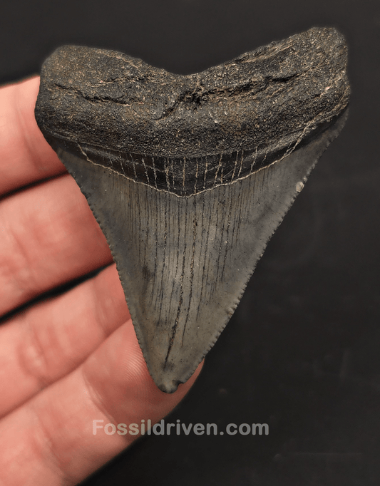 2.60" Fossil Megalodon Tooth for Sale - Beaufort, South Carolina | Fossil Driven - Fossil Driven