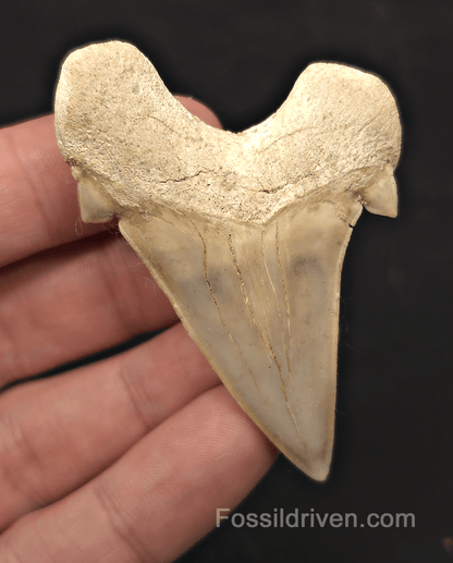 2.60" Fossil Otodus obliquus Tooth - Morocco | Fossil Driven - Fossil Driven