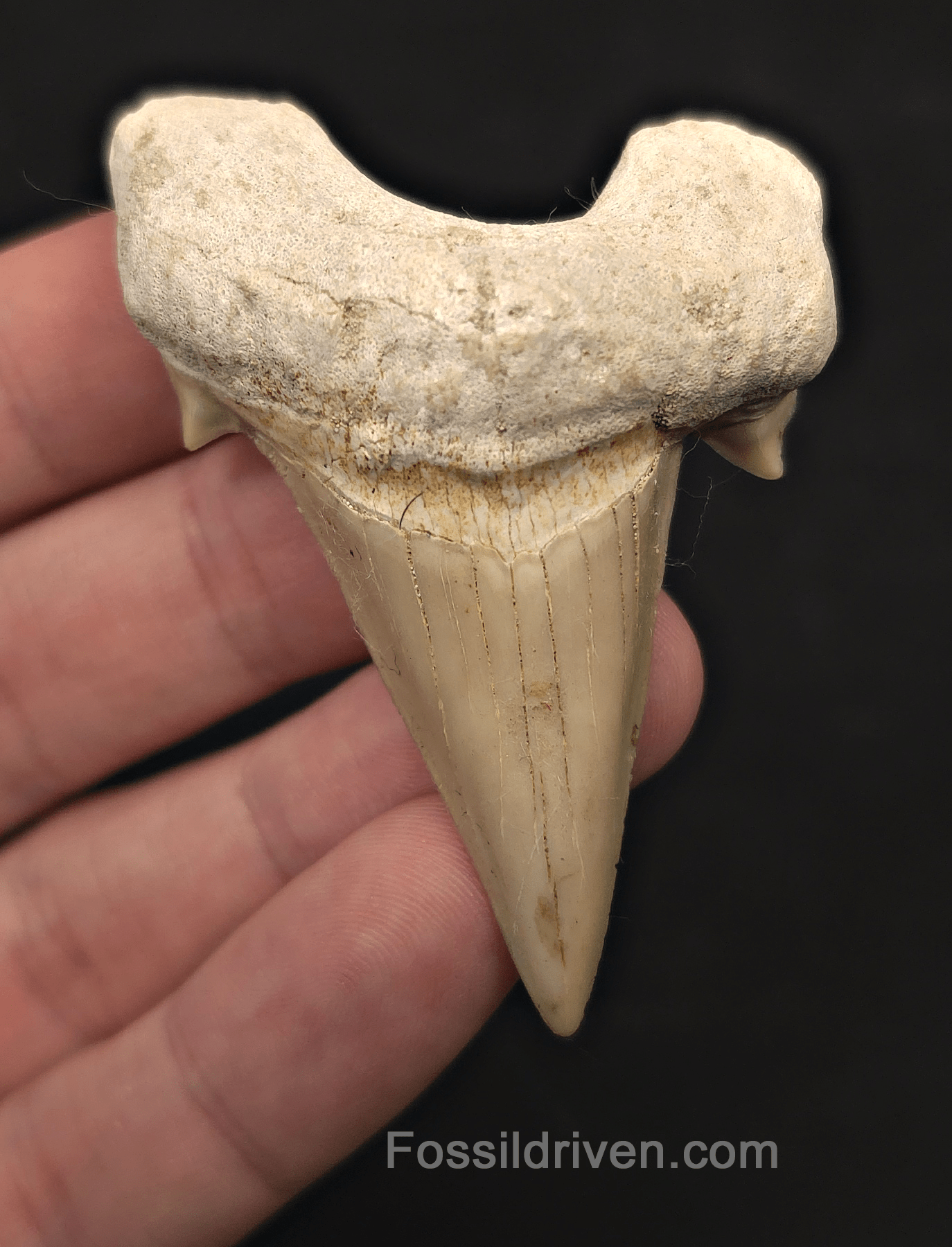 2.60" Fossil Otodus obliquus Tooth - Morocco | Fossil Driven - Fossil Driven