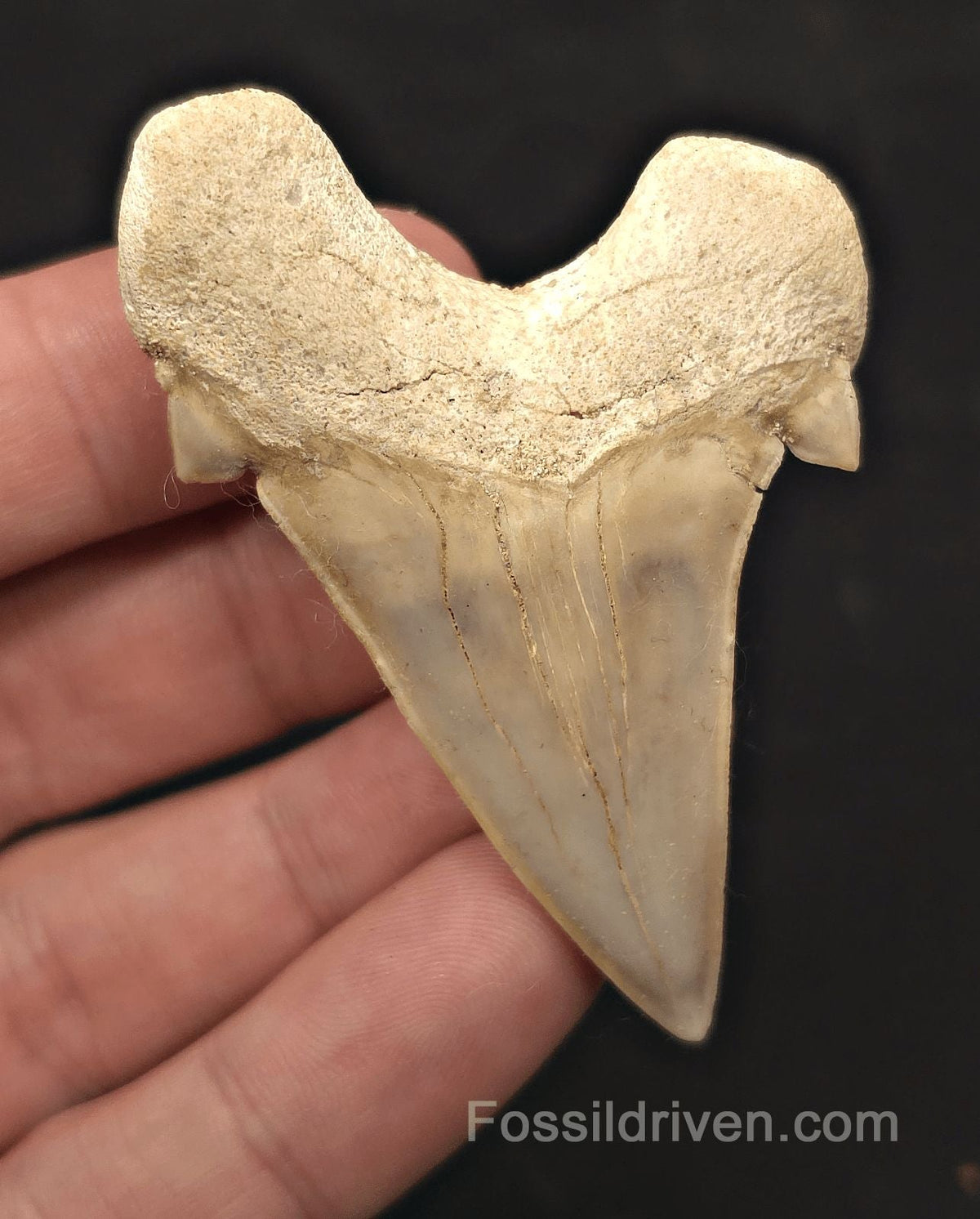 2.60" Fossil Otodus obliquus Tooth - Morocco | Fossil Driven (Otodus 2689) - Fossil Driven