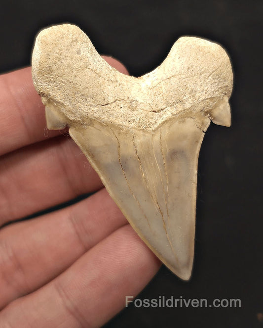 2.60" Fossil Otodus obliquus Tooth - Morocco | Fossil Driven (Otodus 2689) - Fossil Driven