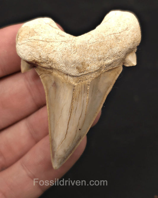 2.60" Fossil Otodus obliquus Tooth - Morocco | Fossil Driven (Otodus 2689) - Fossil Driven
