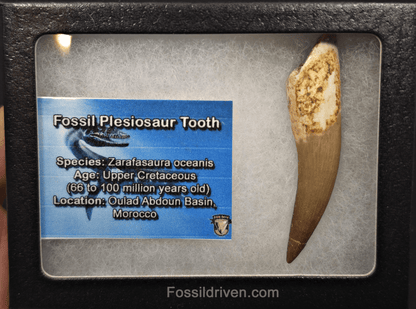 2.60" Fossil Plesiosaur (Zarafasaurus) Tooth - Morocco - Fossil Driven