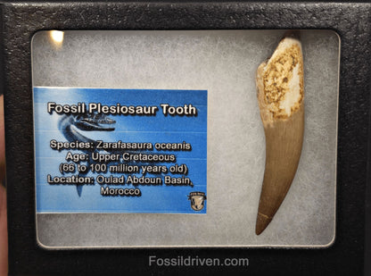 2.60" Fossil Plesiosaur (Zarafasaurus) Tooth - Morocco - Fossil Driven
