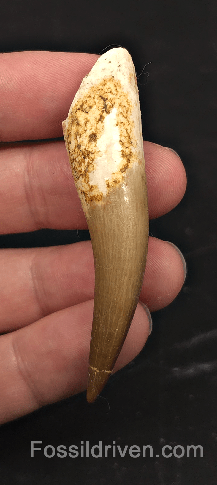 2.60" Fossil Plesiosaur (Zarafasaurus) Tooth - Morocco - Fossil Driven