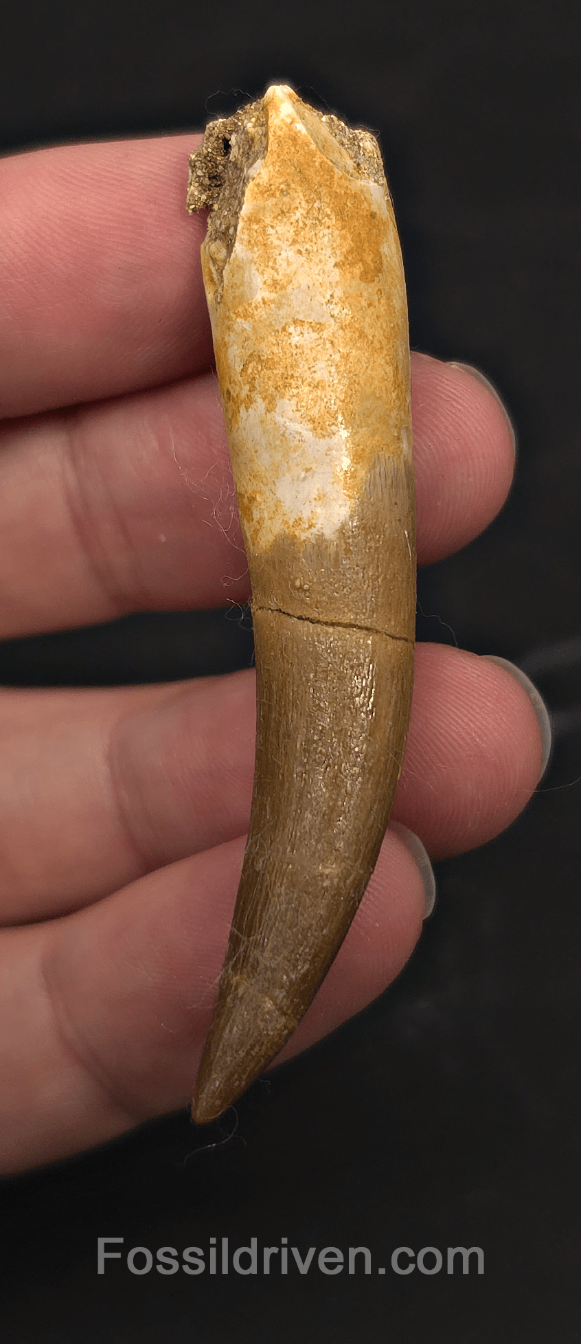 2.61" Fossil Plesiosaur (Zarafasaurus) Tooth - Morocco - Fossil Driven