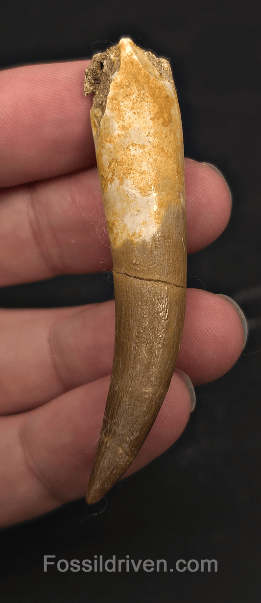 2.61" Fossil Plesiosaur (Zarafasaurus) Tooth - Morocco - Fossil Driven
