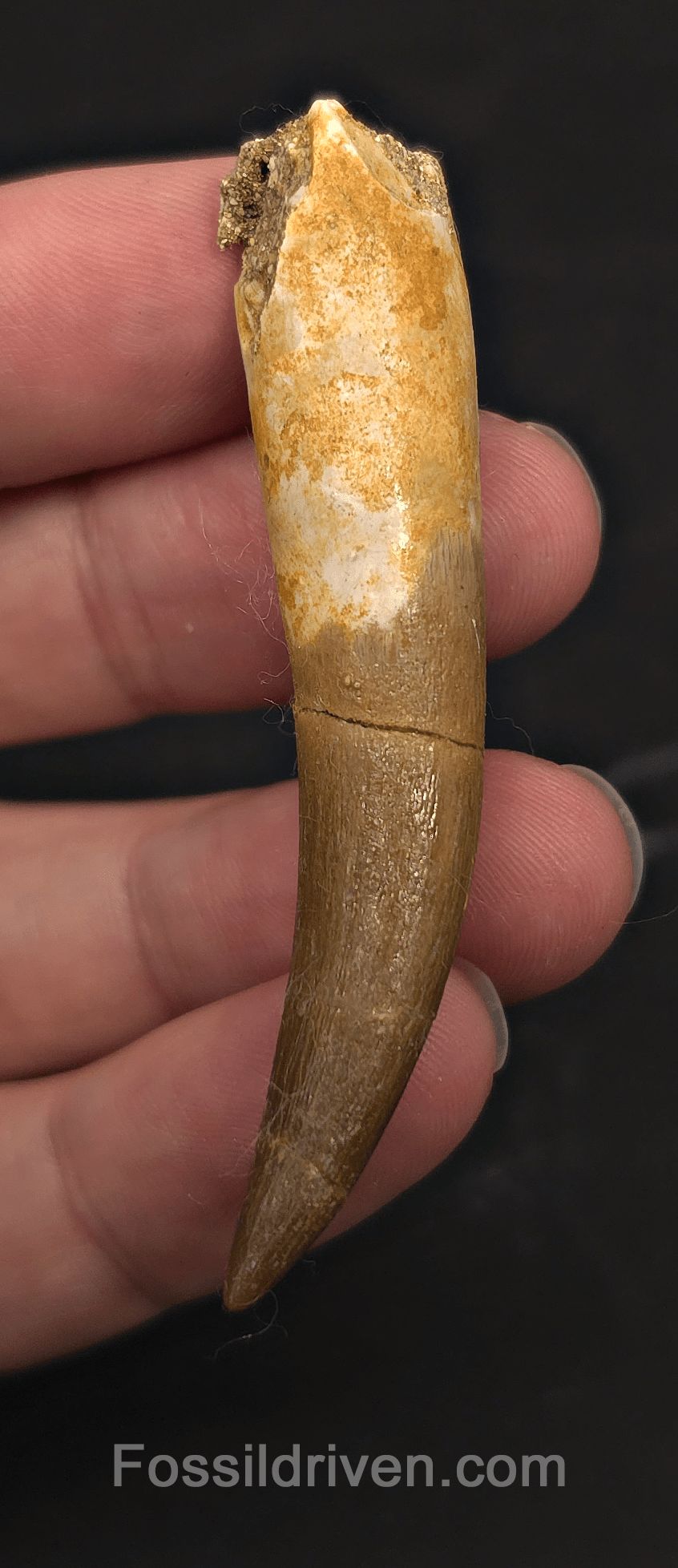 2.61" Fossil Plesiosaur (Zarafasaurus) Tooth - Morocco - Fossil Driven