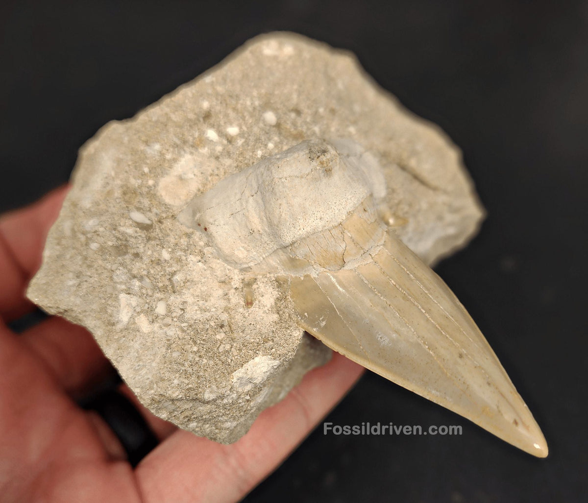 2.61" Otodus obliquus Tooth in Matrix – Genuine Eocene Shark Fossil from Morocco - Fossil Driven