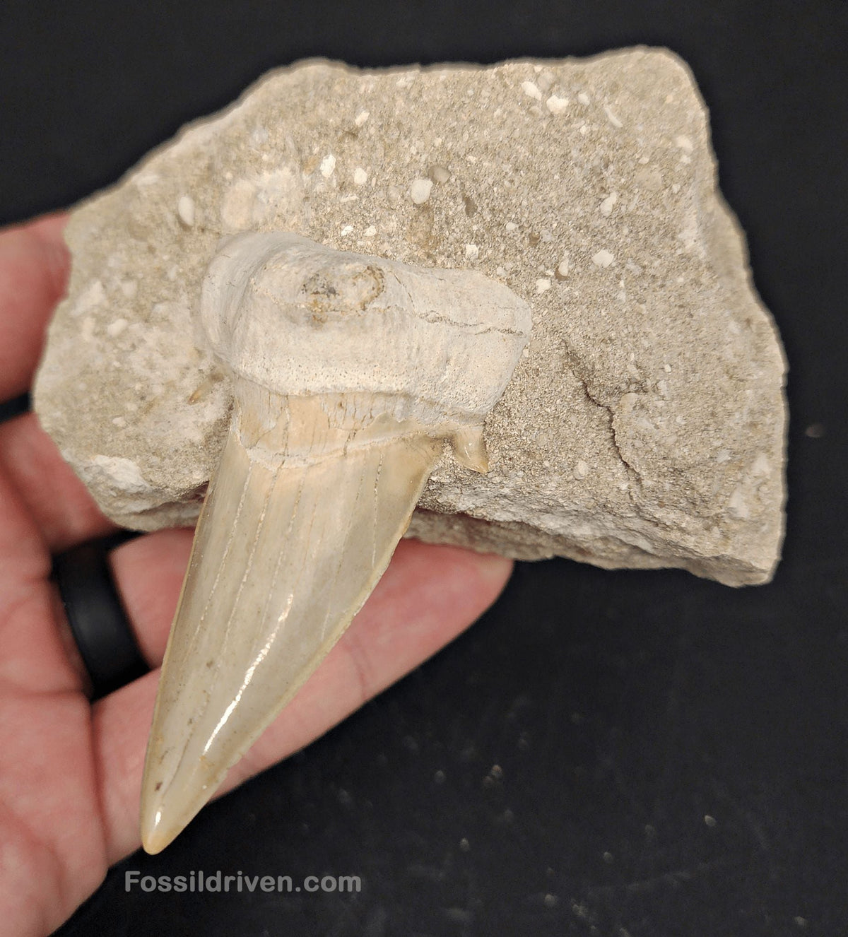 2.61" Otodus obliquus Tooth in Matrix – Genuine Eocene Shark Fossil from Morocco - Fossil Driven