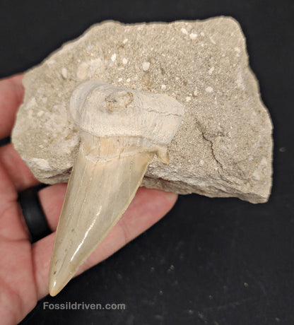 2.61" Otodus obliquus Tooth in Matrix – Genuine Eocene Shark Fossil from Morocco - Fossil Driven