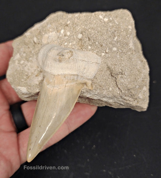 2.61" Otodus obliquus Tooth in Matrix – Genuine Eocene Shark Fossil from Morocco - Fossil Driven