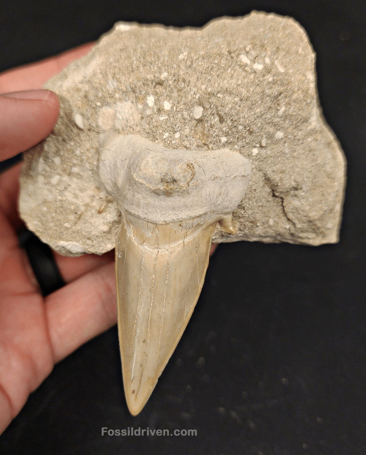 2.61" Otodus obliquus Tooth in Matrix – Genuine Eocene Shark Fossil from Morocco - Fossil Driven