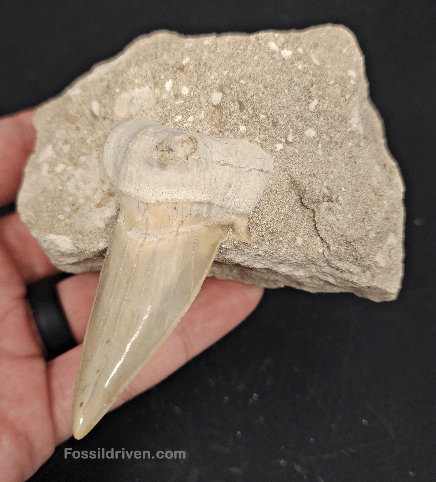 2.61" Otodus obliquus Tooth in Matrix – Genuine Eocene Shark Fossil from Morocco - Fossil Driven
