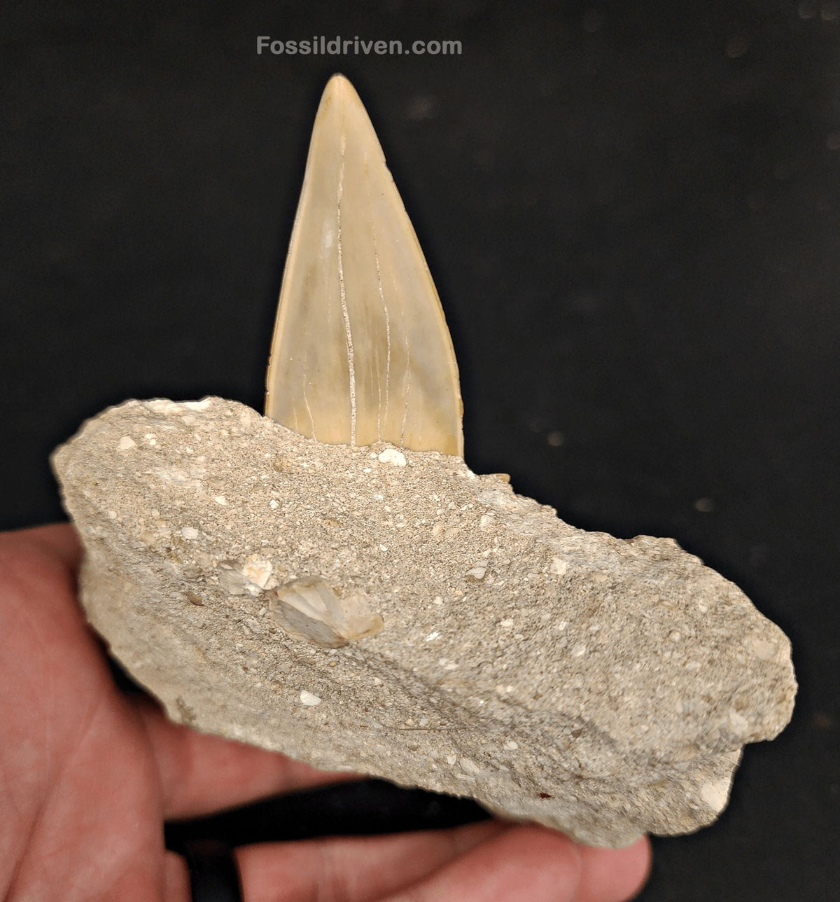 2.61" Otodus obliquus Tooth in Matrix – Genuine Eocene Shark Fossil from Morocco - Fossil Driven
