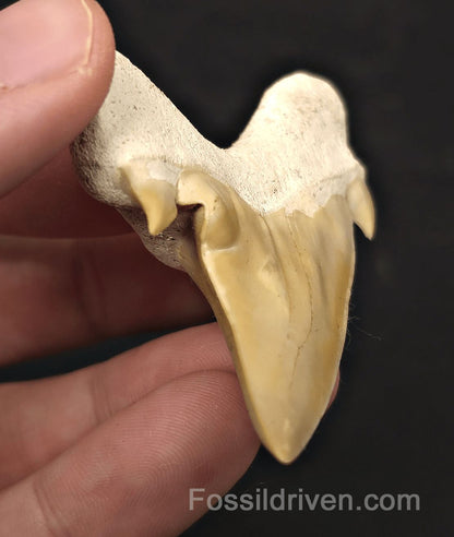 2.62" Pathological Fossil Otodus obliquus Tooth - Morocco | Fossil Driven - Fossil Driven