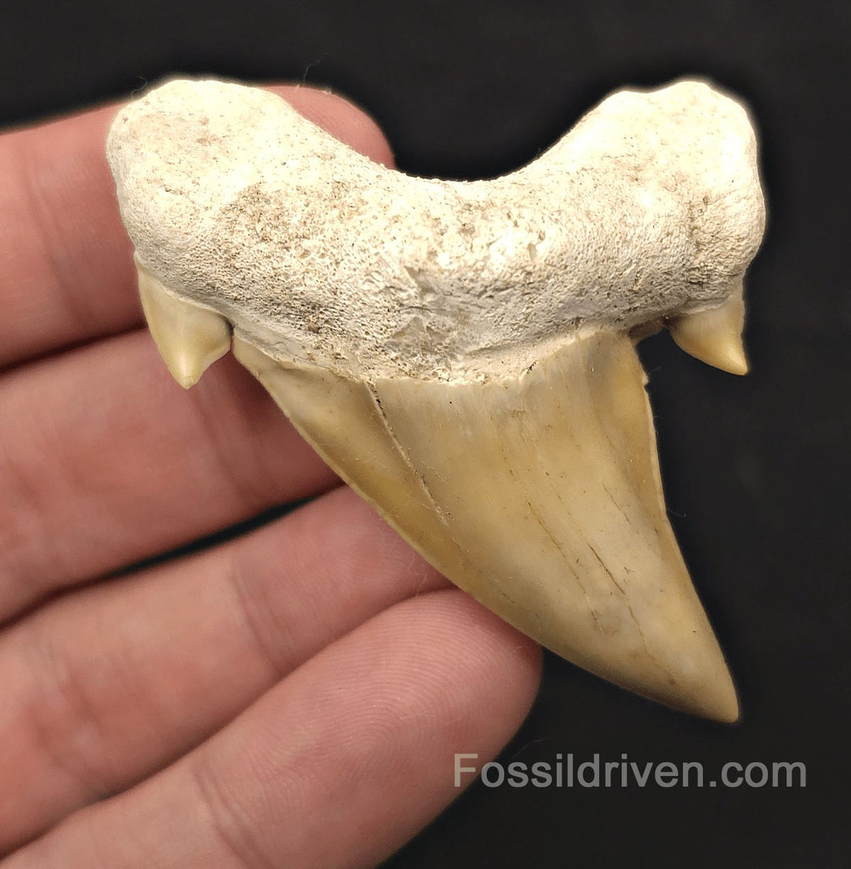 2.62" Pathological Fossil Otodus obliquus Tooth - Morocco | Fossil Driven - Fossil Driven