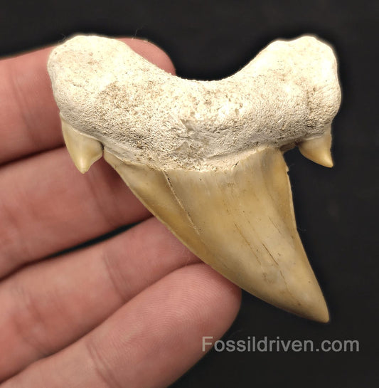 2.62" Pathological Fossil Otodus obliquus Tooth - Morocco | Fossil Driven - Fossil Driven