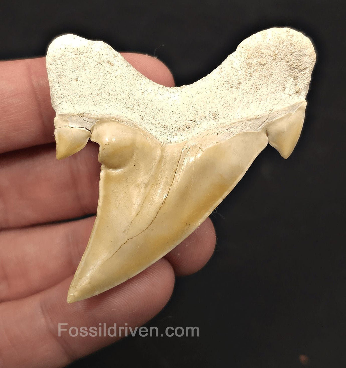 2.62" Pathological Fossil Otodus obliquus Tooth - Morocco | Fossil Driven - Fossil Driven