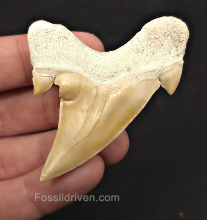 2.62" Pathological Fossil Otodus obliquus Tooth - Morocco | Fossil Driven - Fossil Driven