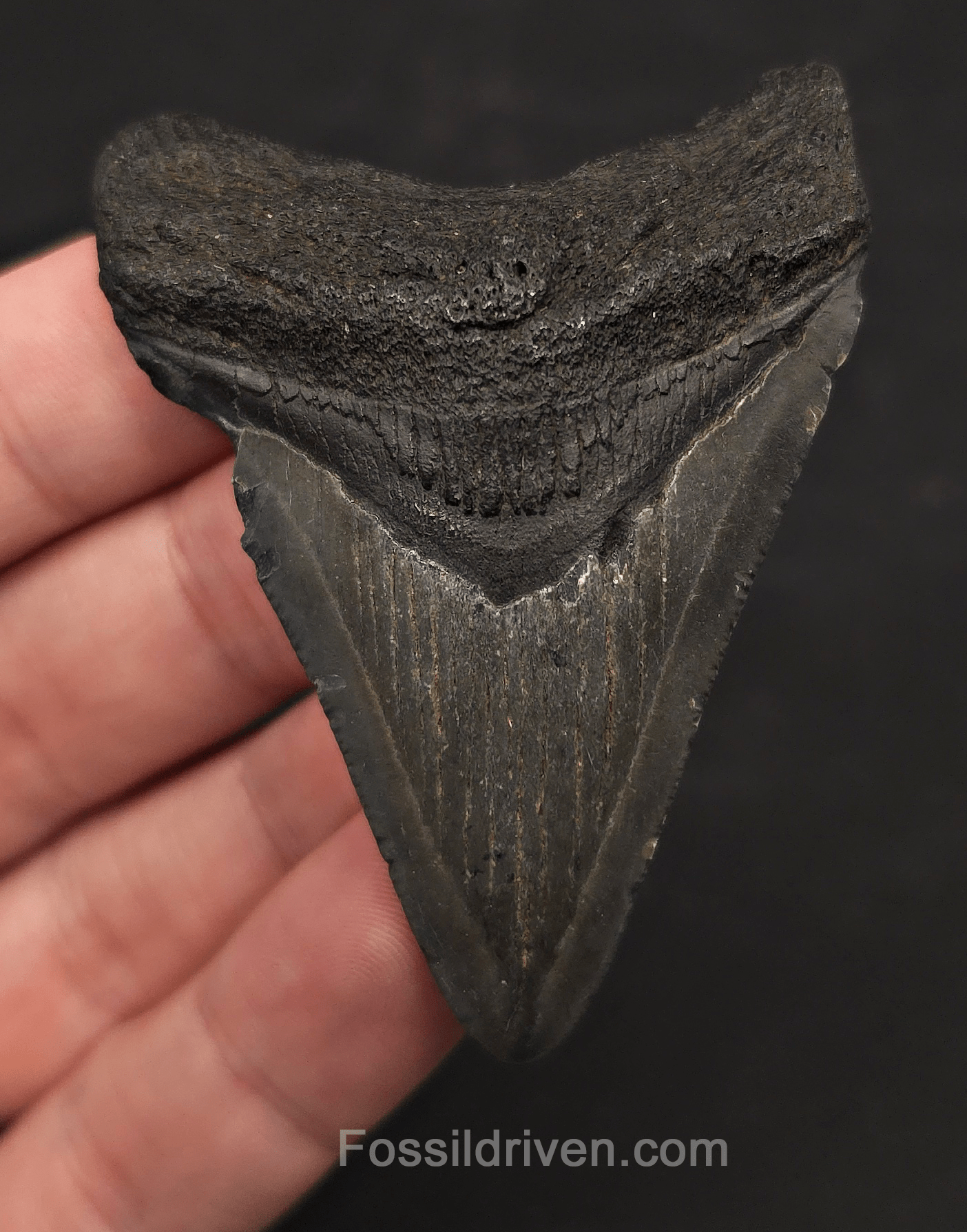 2.63" Fossil Megalodon Tooth - Charleston, South Carolina | Fossil Driven - Fossil Driven