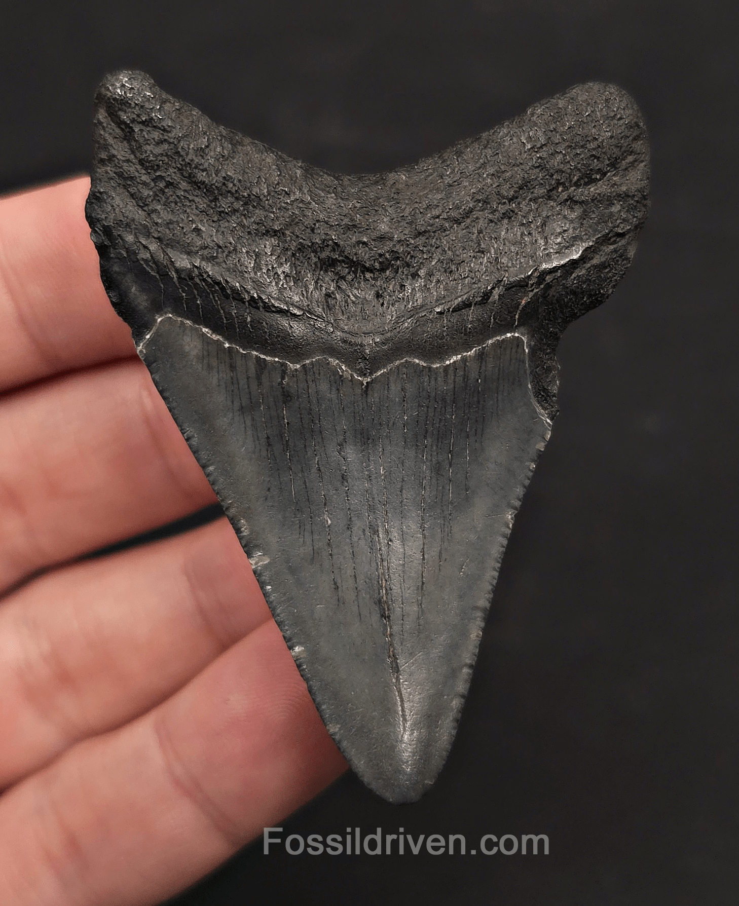 2.63" Fossil Megalodon Tooth - Charleston, South Carolina | Fossil Driven - Fossil Driven
