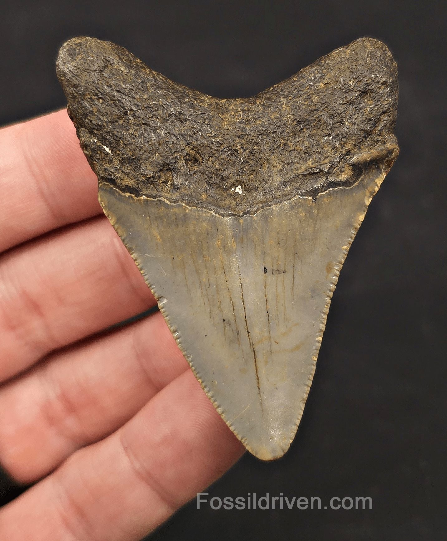 2.63" Fossil Megalodon Tooth - North Carolina | Fossil Driven - Fossil Driven