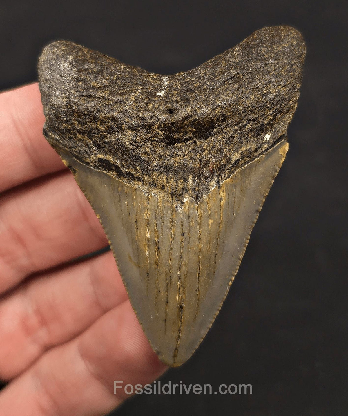 2.63" Fossil Megalodon Tooth - North Carolina | Fossil Driven - Fossil Driven