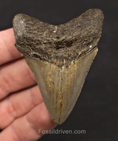 2.63" Fossil Megalodon Tooth - North Carolina | Fossil Driven - Fossil Driven