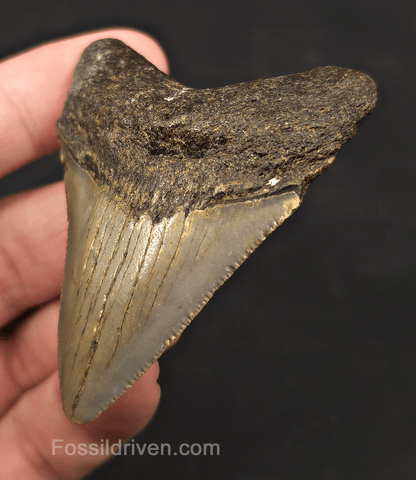 2.63" Fossil Megalodon Tooth - North Carolina | Fossil Driven - Fossil Driven