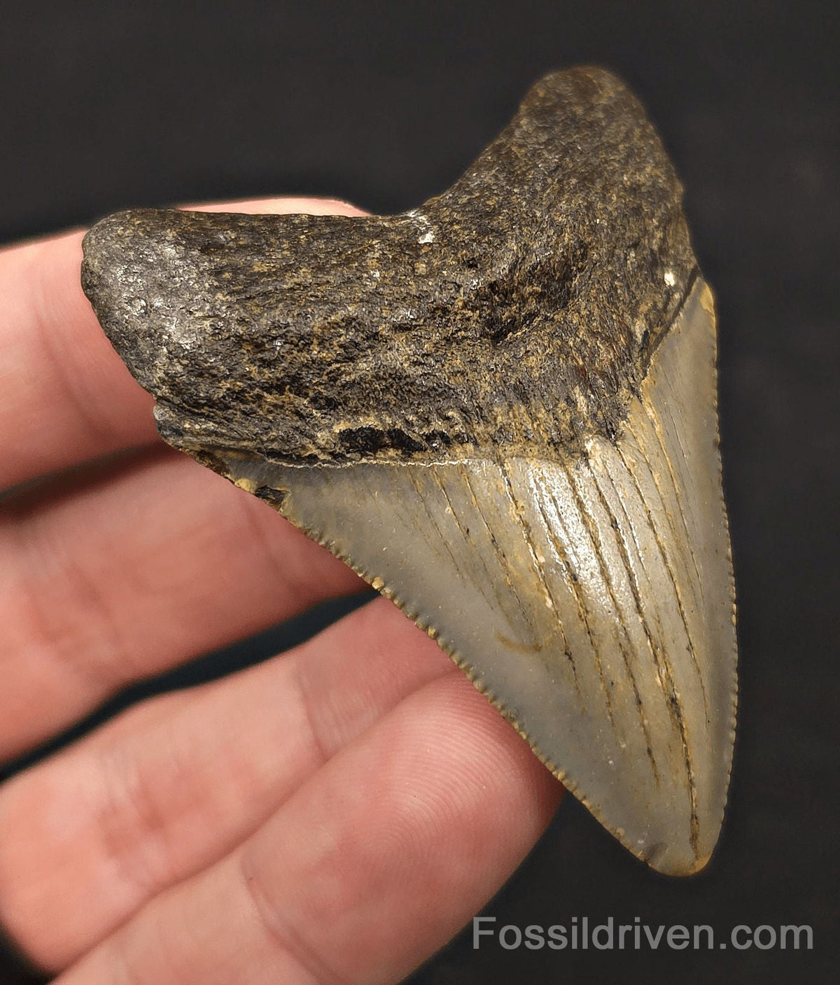 2.63" Fossil Megalodon Tooth - North Carolina | Fossil Driven - Fossil Driven