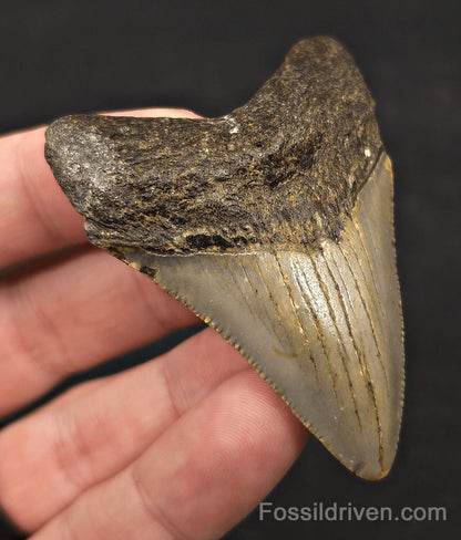 2.63" Fossil Megalodon Tooth - North Carolina | Fossil Driven - Fossil Driven