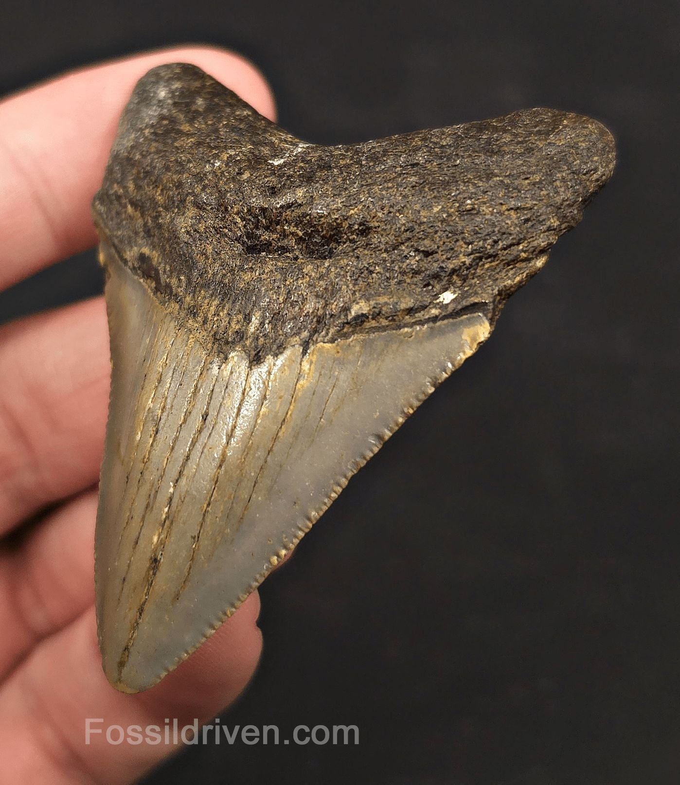 2.63" Fossil Megalodon Tooth - North Carolina | Fossil Driven - Fossil Driven