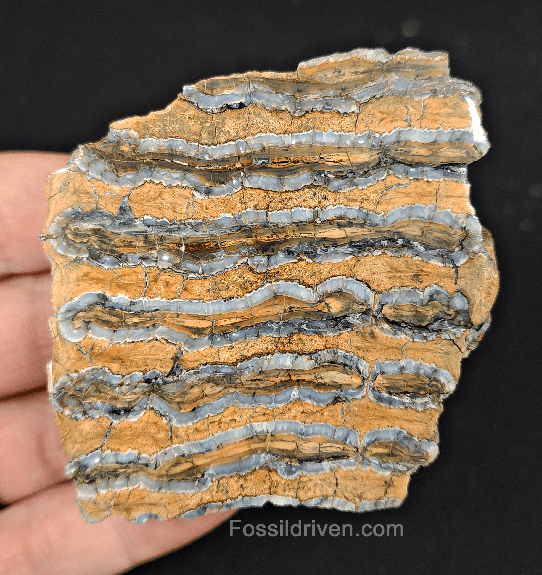 2.63" Woolly Mammoth Tooth Slice – Authentic Fossil | Fossil Driven - Fossil Driven