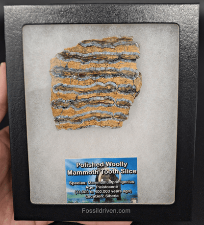 2.63" Woolly Mammoth Tooth Slice – Authentic Fossil | Fossil Driven - Fossil Driven
