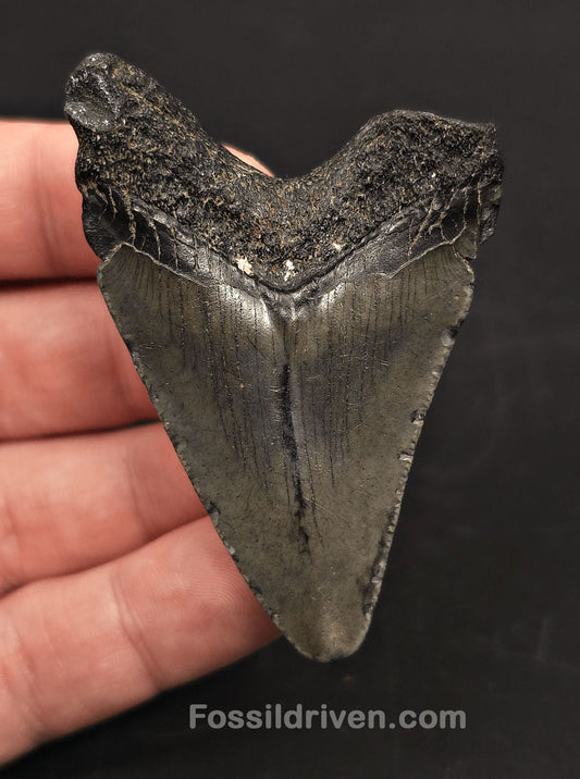 2.64" Fossil Megalodon Tooth - Beaufort, South Carolina | Fossil Driven - Fossil Driven