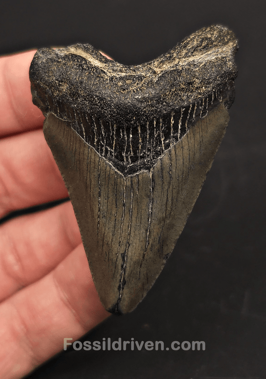 2.64" Fossil Megalodon Tooth for Sale - Beaufort, South Carolina | Fossil Driven - Fossil Driven