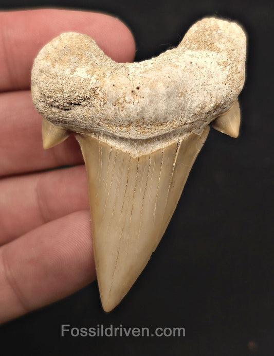 2.64" Fossil Otodus obliquus Tooth - Morocco | Fossil Driven - Fossil Driven