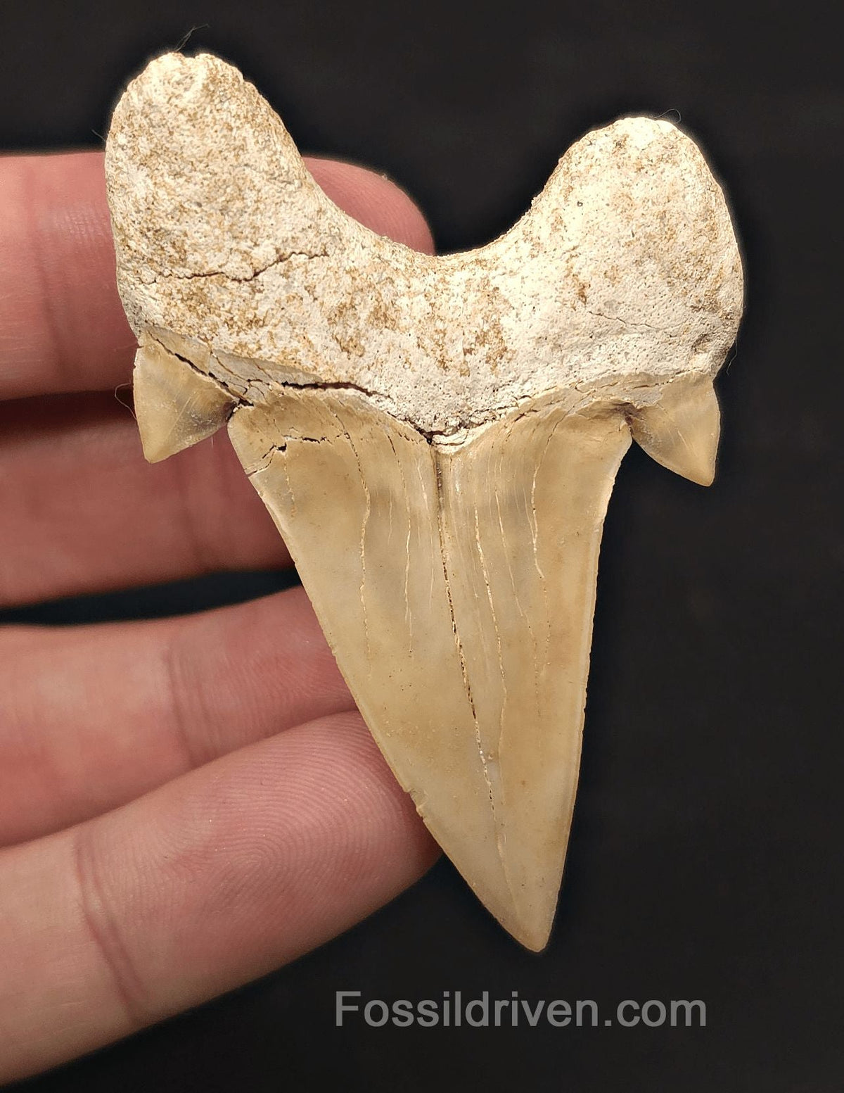 2.64" Fossil Otodus obliquus Tooth - Morocco | Fossil Driven - Fossil Driven