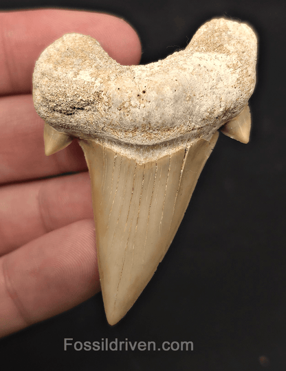 2.64" Fossil Otodus obliquus Tooth - Morocco | Fossil Driven - Fossil Driven